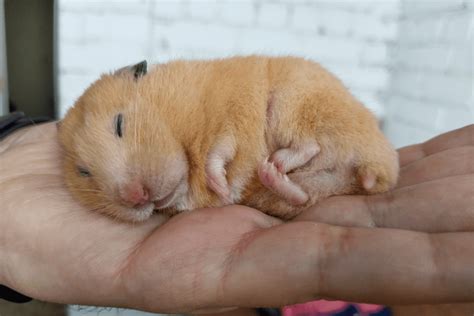 Why Hamsters Sleep So Much and When to Be .